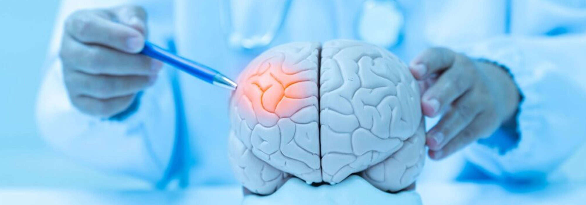 Researcher pointing at part of a brain