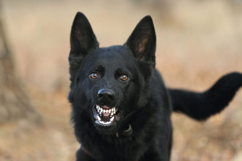 Black dog Angry black dog growling at camera
