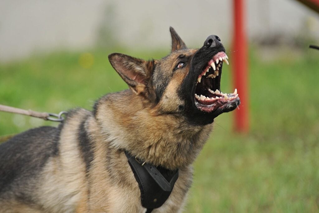 California Dog Bite Laws Agitated dog