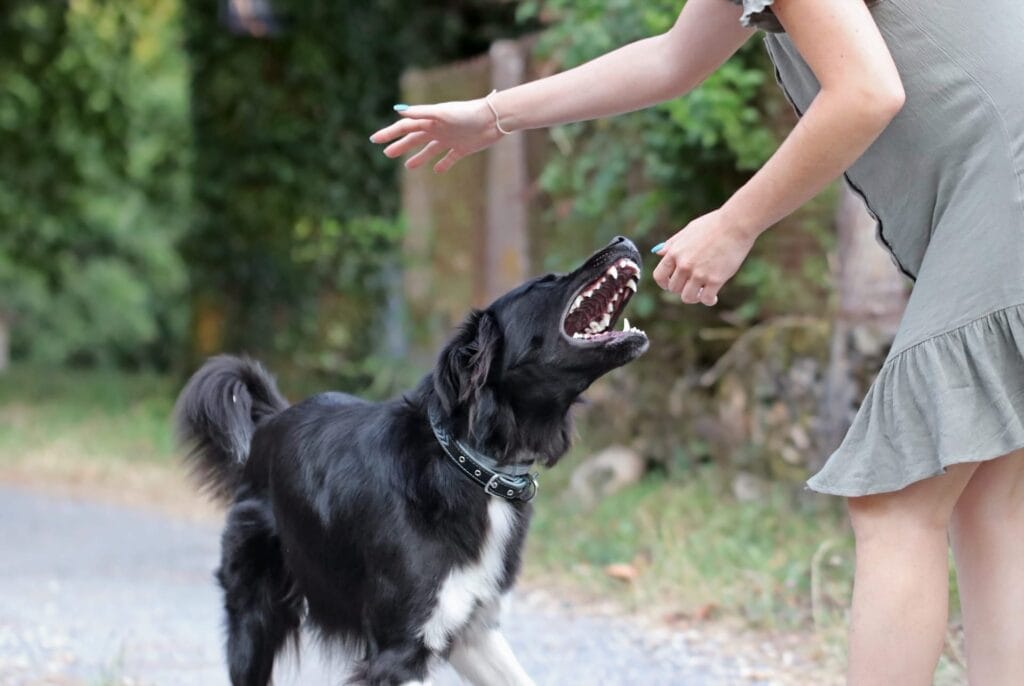 Dog bite liability Dog tries to bite a person