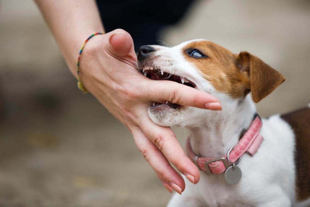 Responsibilities of Dog Owners Dog biting hand of a person
